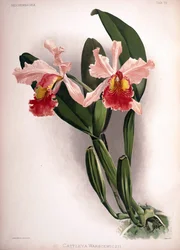 Cattleya warscewiczii